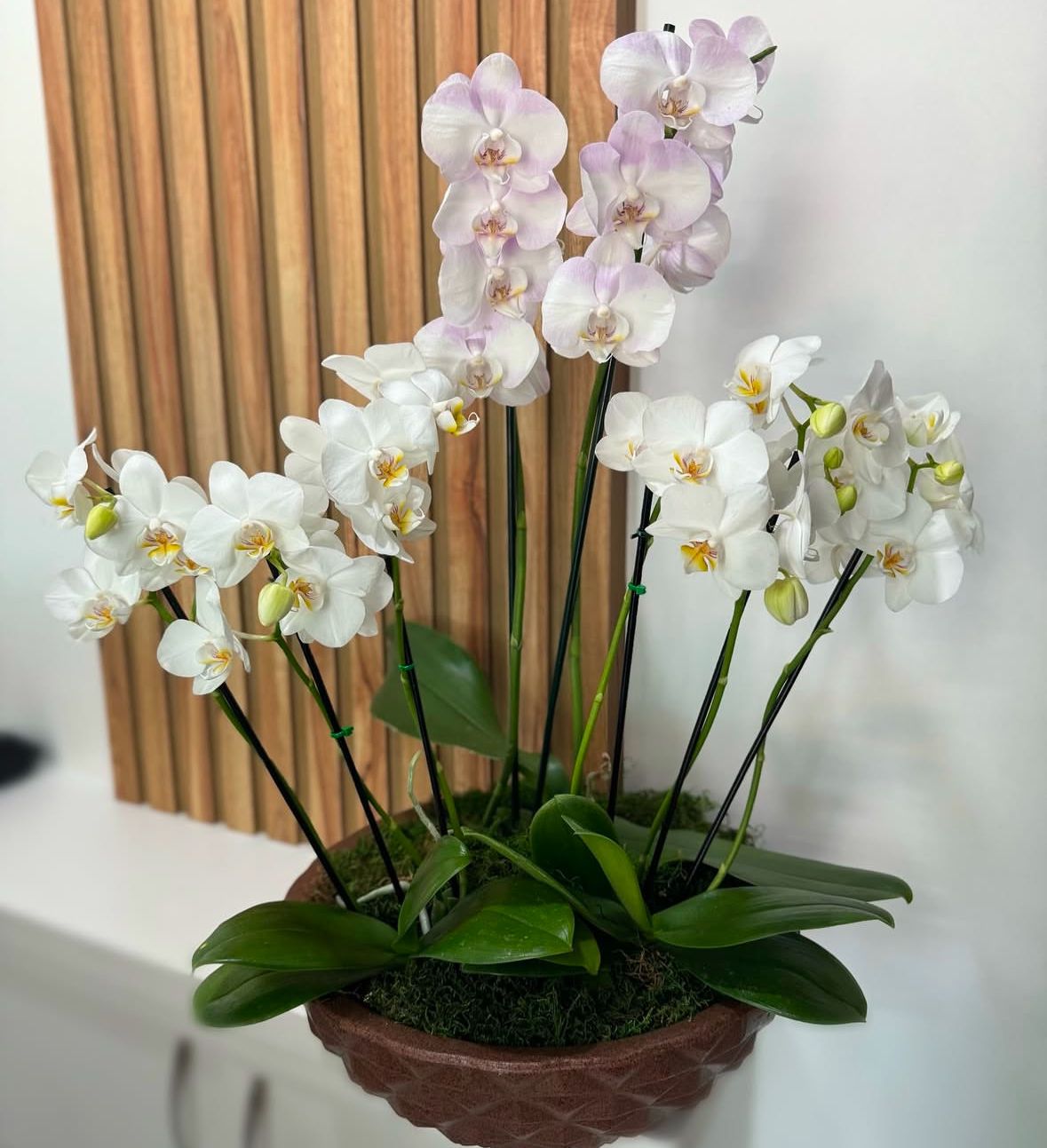 JARDIM DE ORQUÍDEA