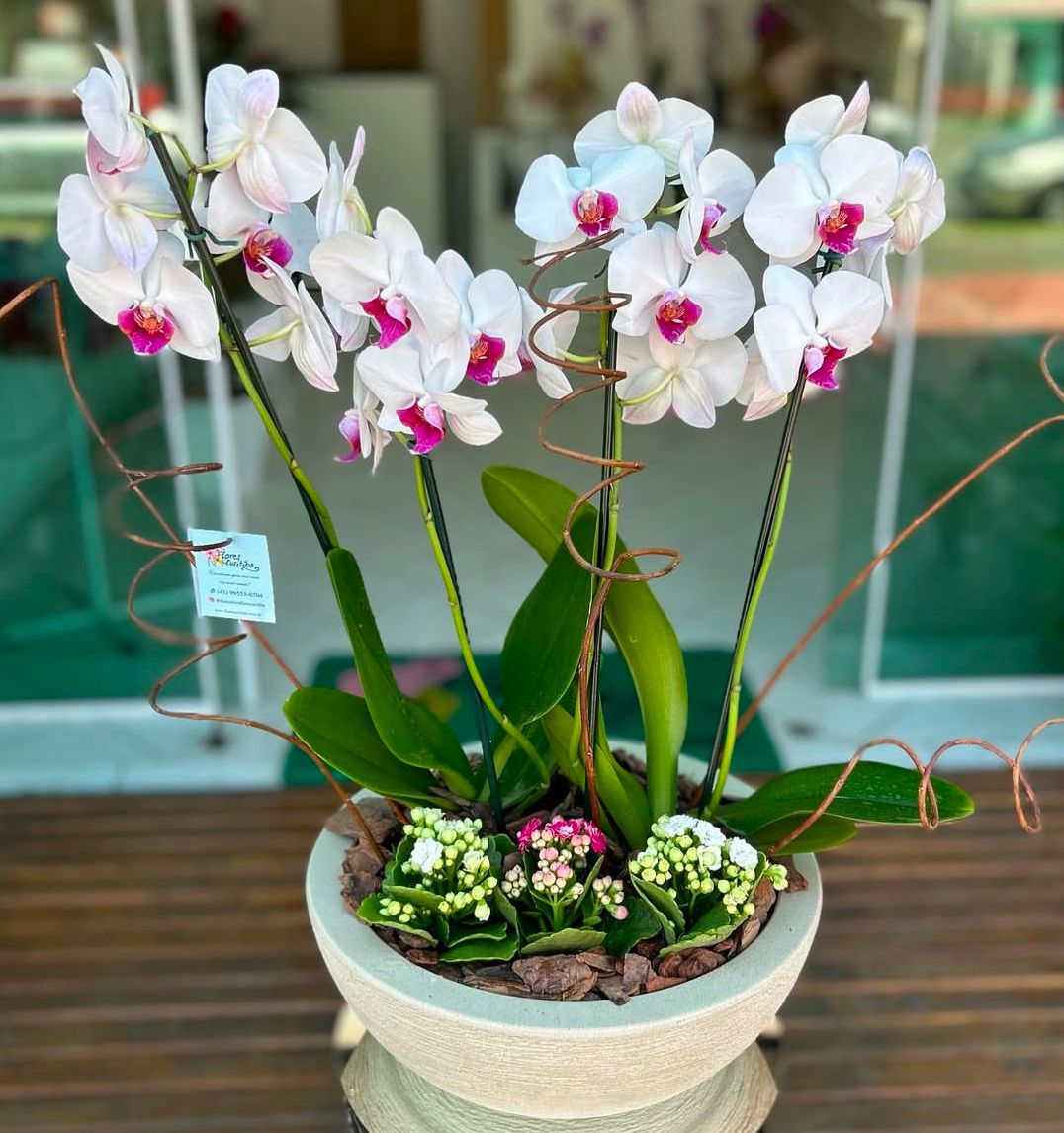 ORQUÍDEA PLANTADA COM MINI FORTUNA